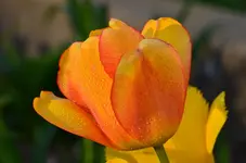 DSC_0020.webp