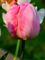 DSC_0021.webp