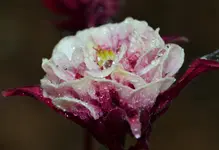 DSC_0031.webp