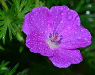 DSC_0036.webp