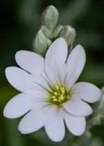 DSC_0045.webp
