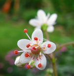 Blüte__.webp