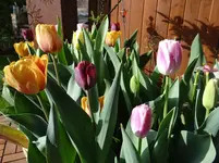 Tulpen4.webp