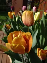 Tulpen5.webp