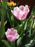 Tulpen6.jpg