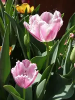 Tulpen6.webp