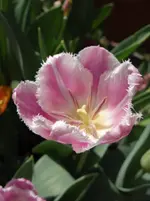 Tulpen7.webp