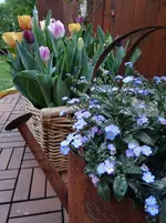 Tulpen8.webp