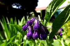 _Beinwell.webp