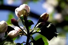 _Apfelblueten.webp