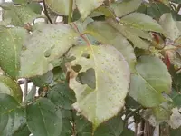 Foto1136.webp