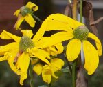 2009-12-13_Rudbeckia.jpg