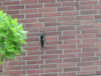 CIMG7389.webp