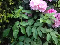 Foto.webp