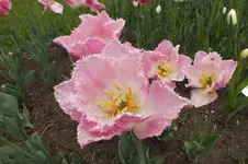 2014_0429Frühling0006.webp