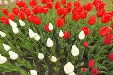 2014_0429Frühling0012.webp