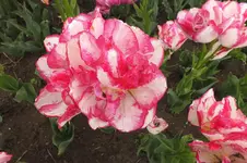 2014_0429Frühling0013.webp
