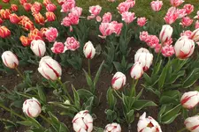 2014_0429Frühling0014.webp