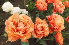2014_0429Frühling0019.webp