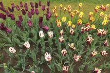 2014_0429Frühling0028.webp