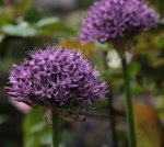 Allium 140501.jpg