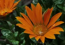 Gazanie 140501.webp