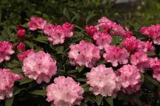 Rhododendron Vorgarten 140501.webp