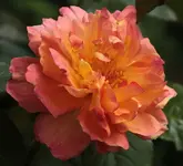 Westerland 140501.webp