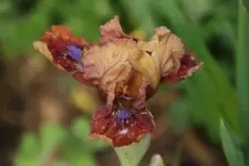 Tantara (1).webp