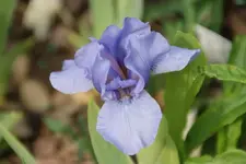 Unbekannt hellblau.webp