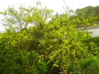 PICT0001.webp