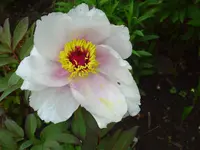 PICT0004.webp
