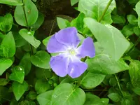 PICT0009.webp