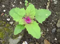 PICT0017.webp