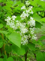 PICT0026.webp