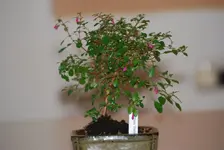 DSC_0198.webp