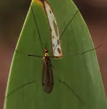 Besuch Irisblatt.webp