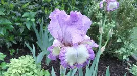 001.webp