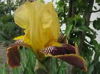 IMG_4739A.webp