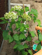 Yukiokoshi2_01052014_600.webp