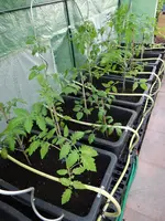 Tomaten6.webp