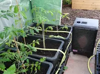 Tomaten7.webp