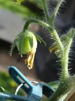 erste Tomate.webp