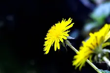 _Loewenzahnbluete.webp