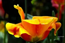 _Tulpe orange-rot.webp