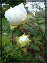 comp_DSC00897.webp