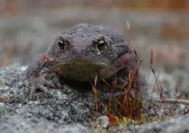 erdkröte1.webp