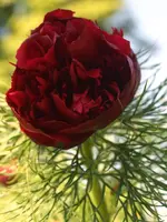 P4258256_Netzblatt-Pfingstrose.webp