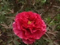 P4268362_Baumpaonie.webp