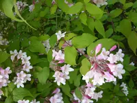 Kolkwizie (2).webp